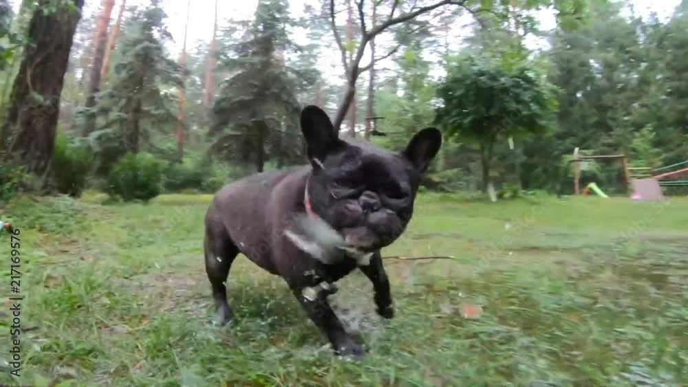 French bulldog running in the rain in slow motion French bulldog running in the rain in slow motion