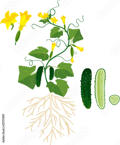 Morphology of cucumber plant with root system, flowers and fruits