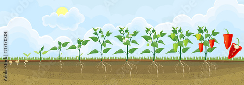 Stages of pepper growth from seed and sprout to harvest. Plants showing root system below ground level on vegetable patch