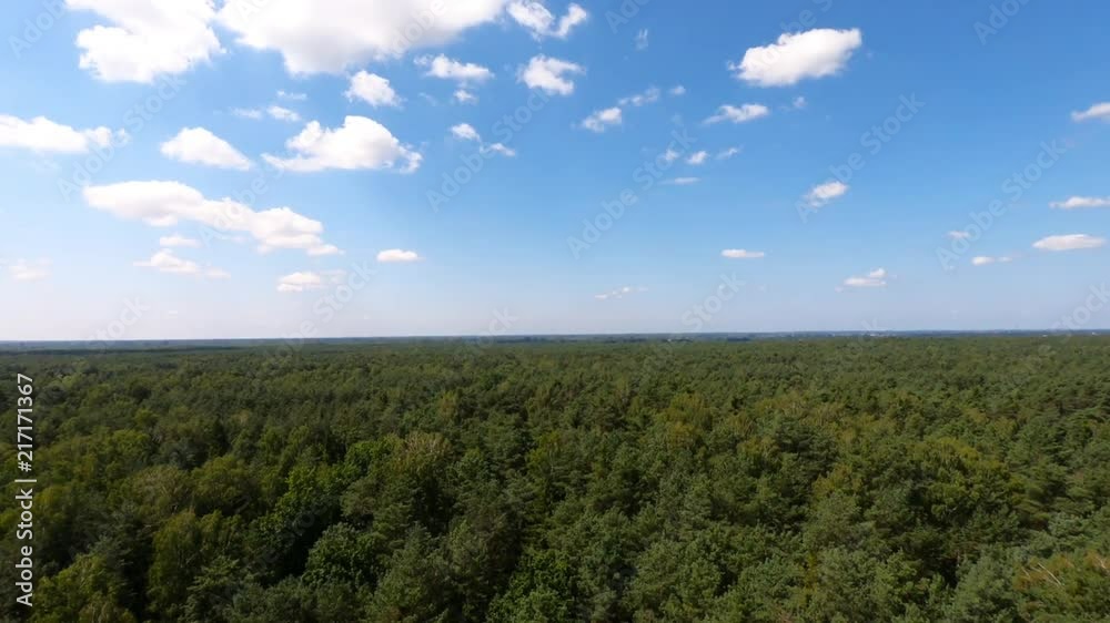 forest from a bird's eye view forest from a bird's eye view