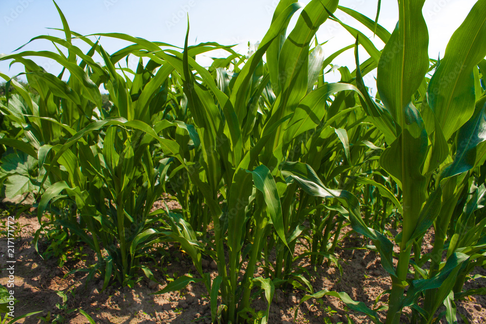 Corn plants, young green herb growing in the ground Corn plants, young green herb growing in the ground