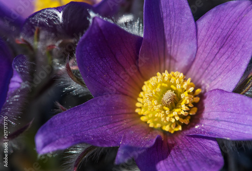 Fototapeta Naklejka Na Ścianę i Meble -  Close-up pasqueflower (siberian snowdrop) in a forest.