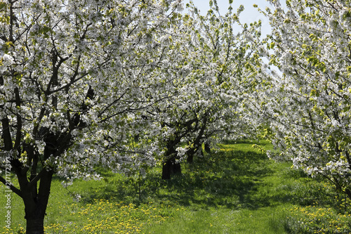 Orchard in the spring season