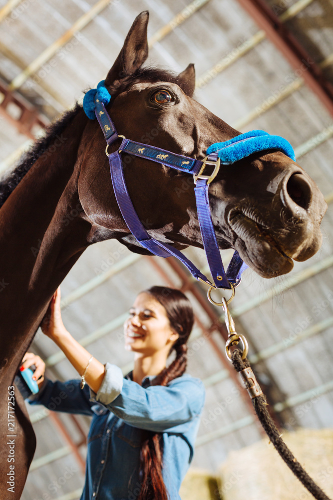 Touching horse. Cheerful woman smiling broadly and feeling happy while touching dark racing horse