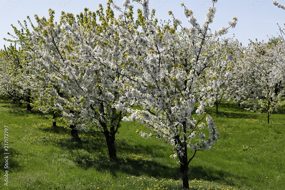 Spring blooming orchard