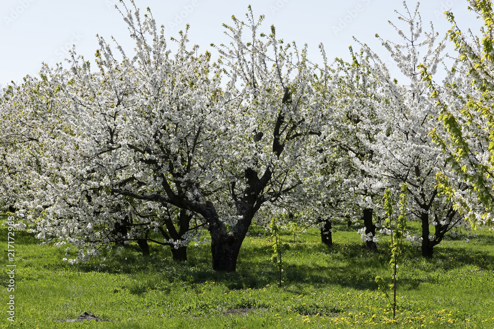 The beauty of spring is seen the flowering orchard The beauty of spring is seen the flowering orchard