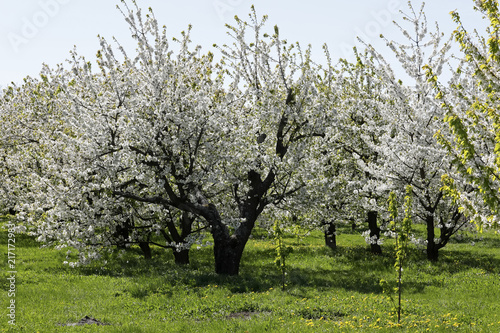 The beauty of spring is seen the flowering orchard