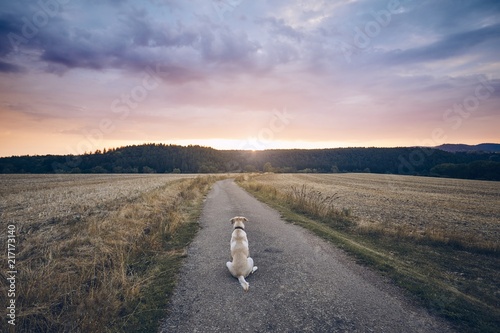 Loyal dog waiting at sunset