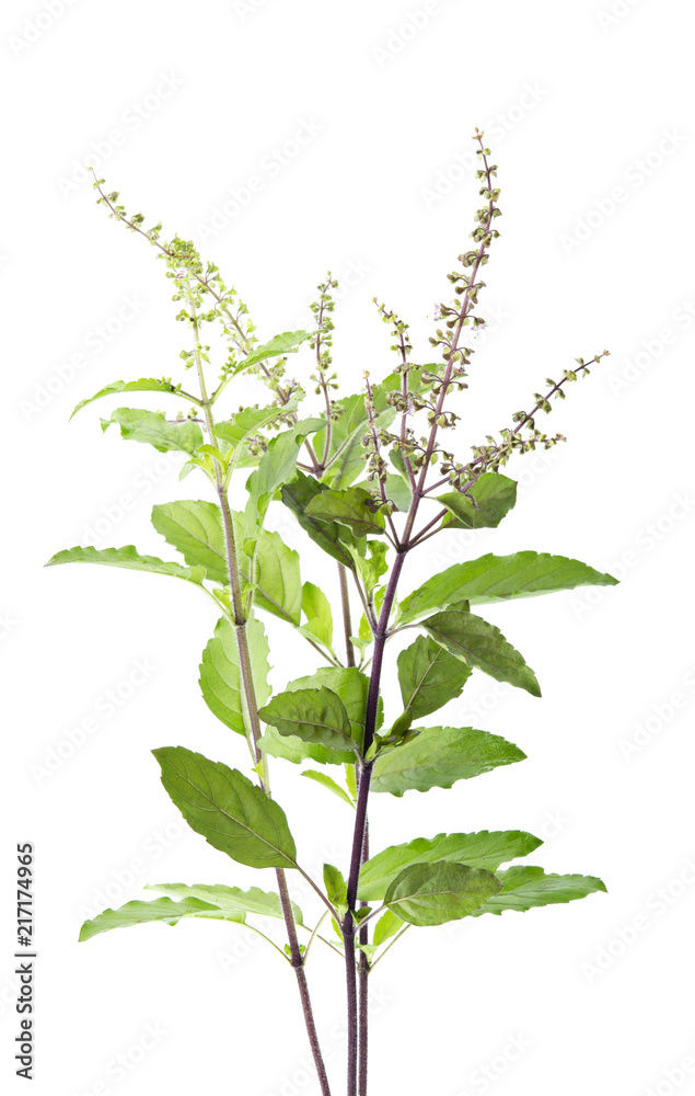 holy basil isolated on white background holy basil isolated on white background