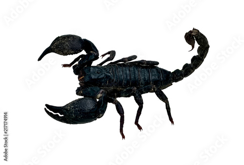 Black scorpion isolated on white background, Thailand