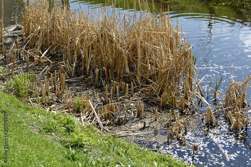Dry grass near water's edge