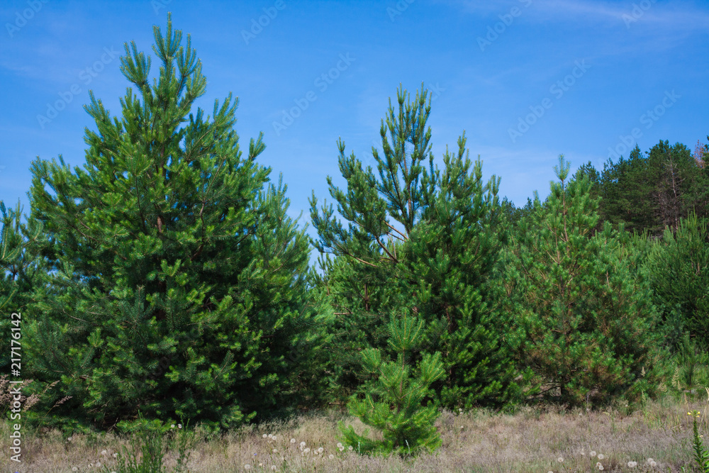 Forest summer landscape, pine trees nature background