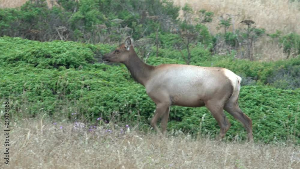 Tule Elk on the move in Point Reyes, California, a Tule Elk Reserve