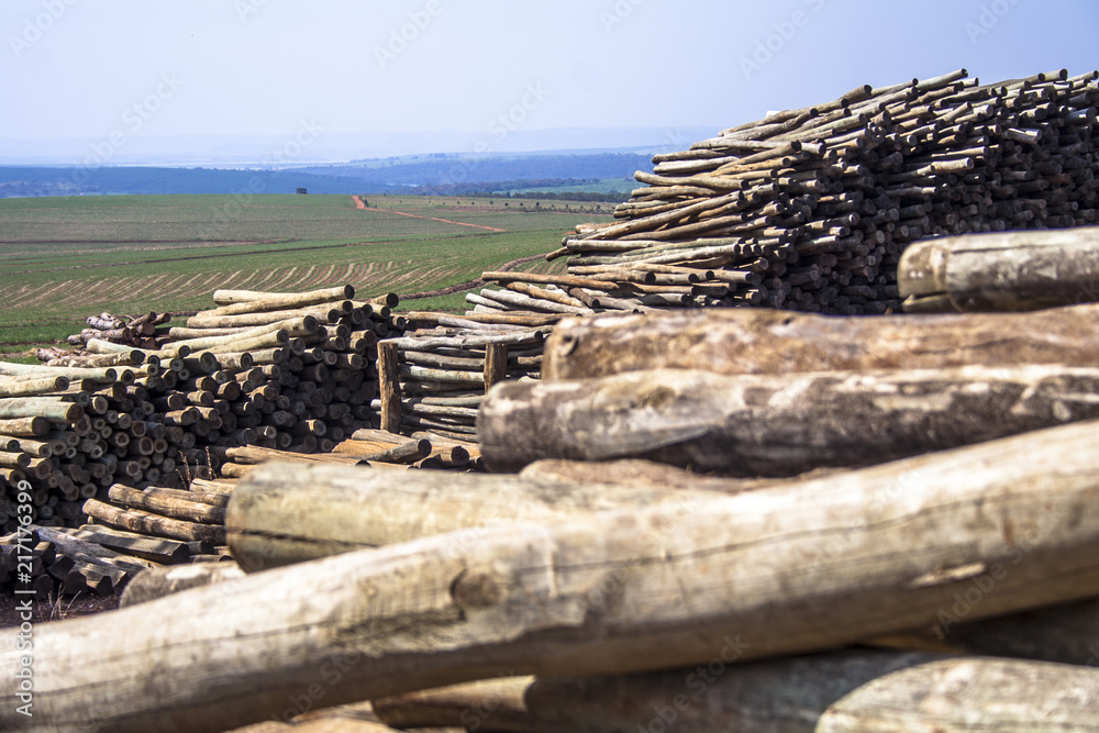 Freshly cut eucalyptus logs await to be cut at a sawmill in Botucatu, SP