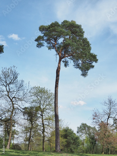 Sandhausener Dünen oder Sandhäuser Dünen sind zwei Naturschutzgebiete im Gebiet der Gemeinde Sandhausen im Rhein-Neckar-Kreis 
 photo