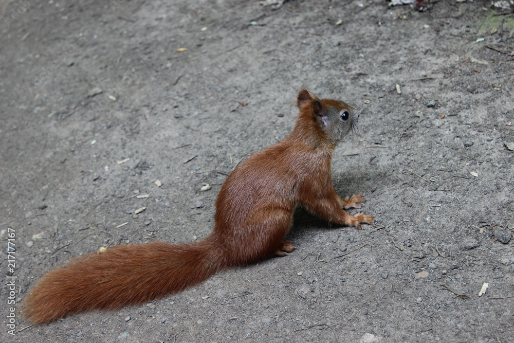 Fototapeta premium Eichhörnchen