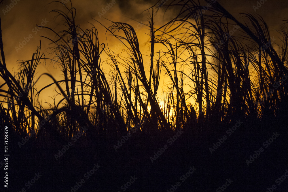 Sugar cane fire in Brazil