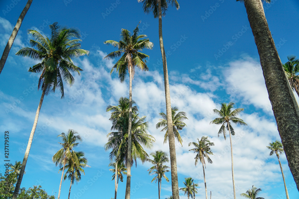 coconut trees palm trees blue sky