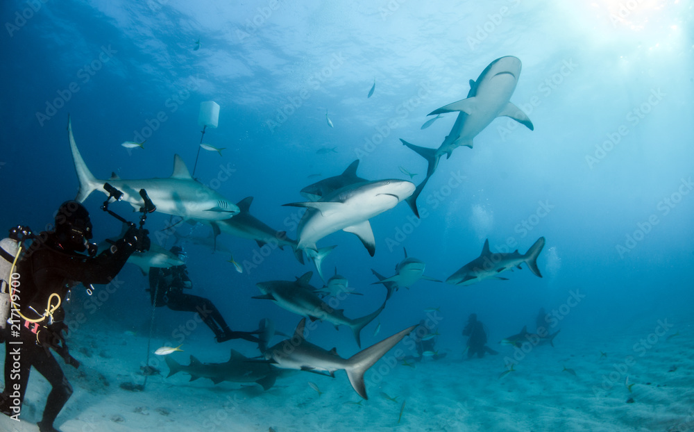 Fototapeta premium Caribbean reef shark at the Bahamas