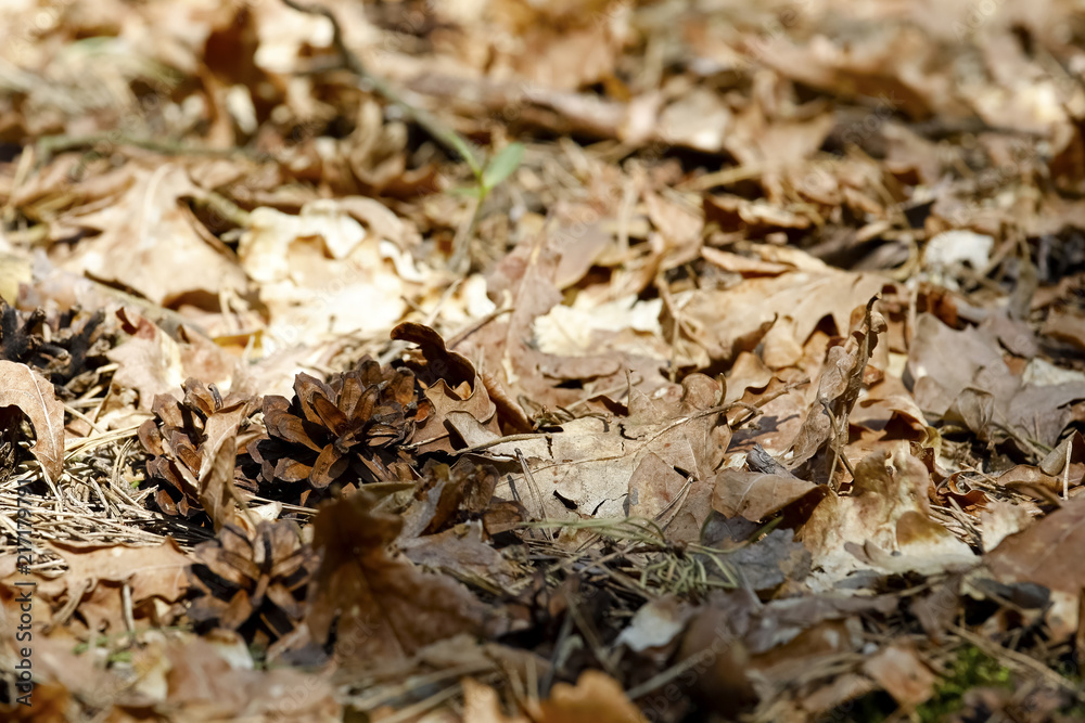 Forest bedding and there are pine cones Forest bedding and there are pine cones