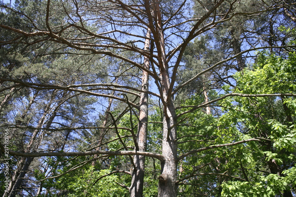 Fototapeta premium Forest