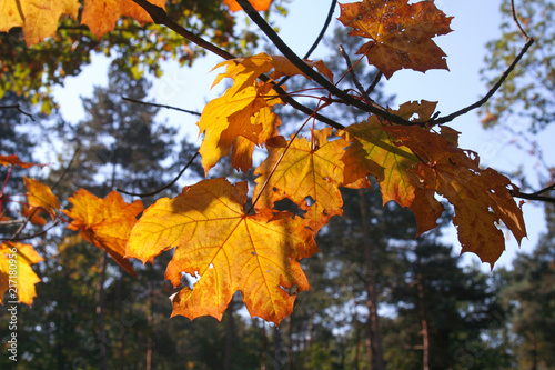 Maple leaves in autumn © Pracownia Zygzak
