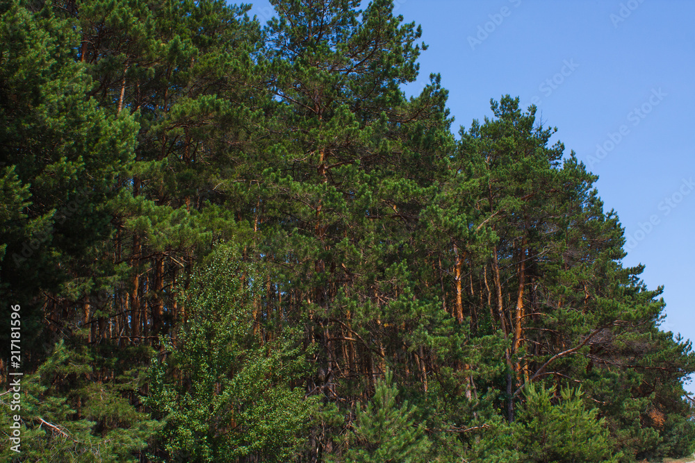 Fototapeta premium Forest summer landscape, pine trees nature background