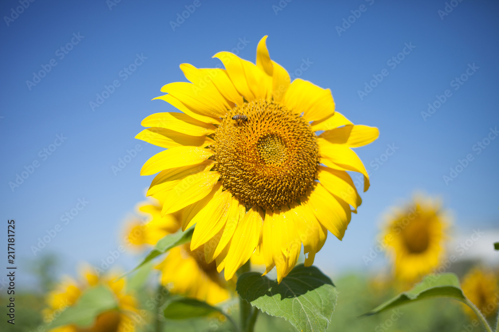 Bee on the flower