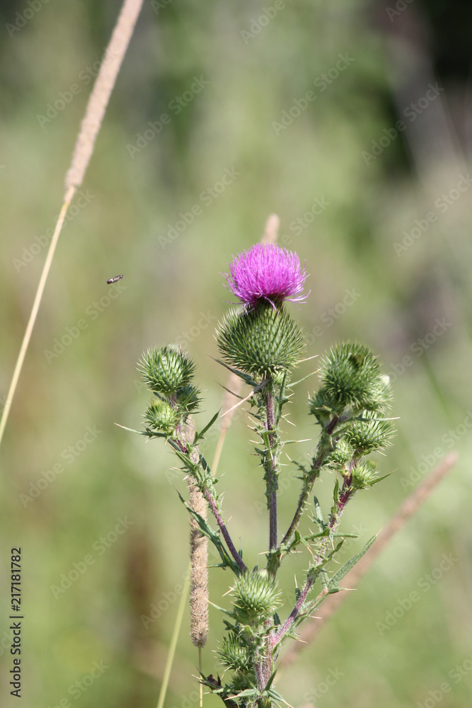 prickly weed with purple flower