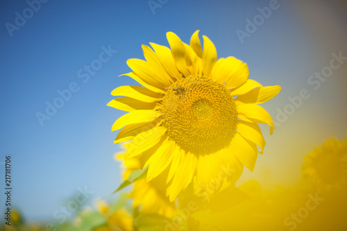 Bee on sunflower.