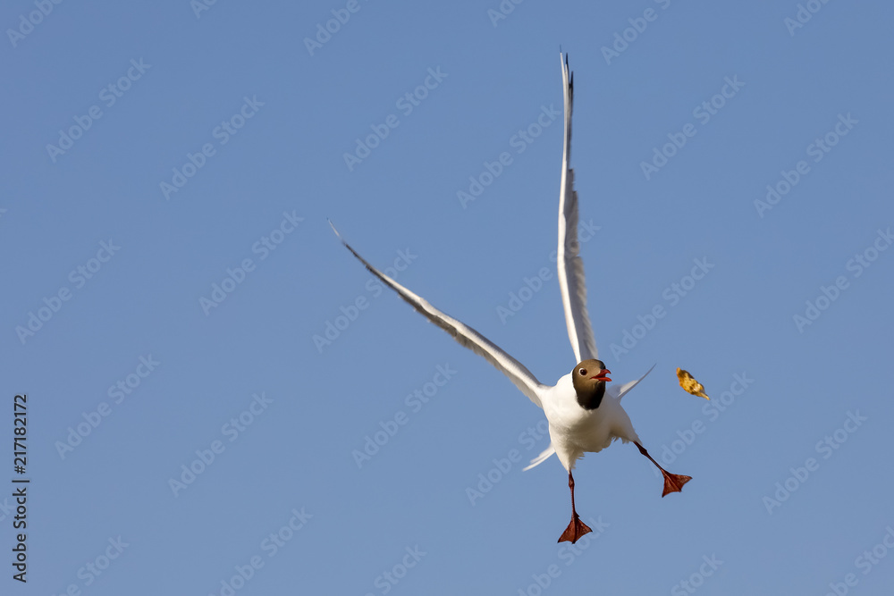 A hungry seagull will catch food in flight A hungry seagull will catch food in flight