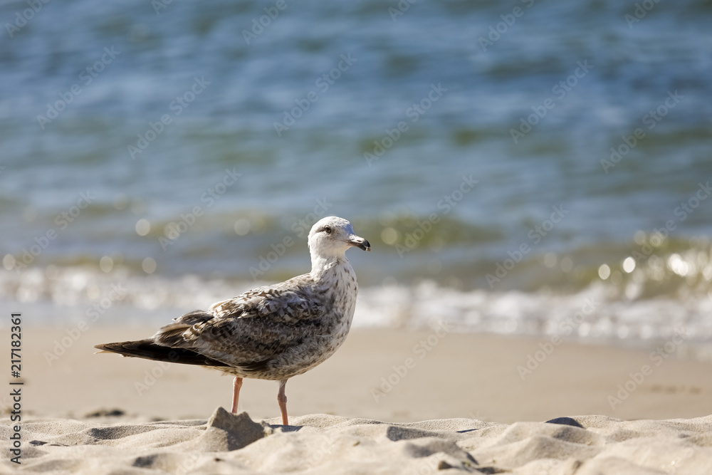 Baltic sea beach and lonely seagull Baltic sea beach and lonely seagull