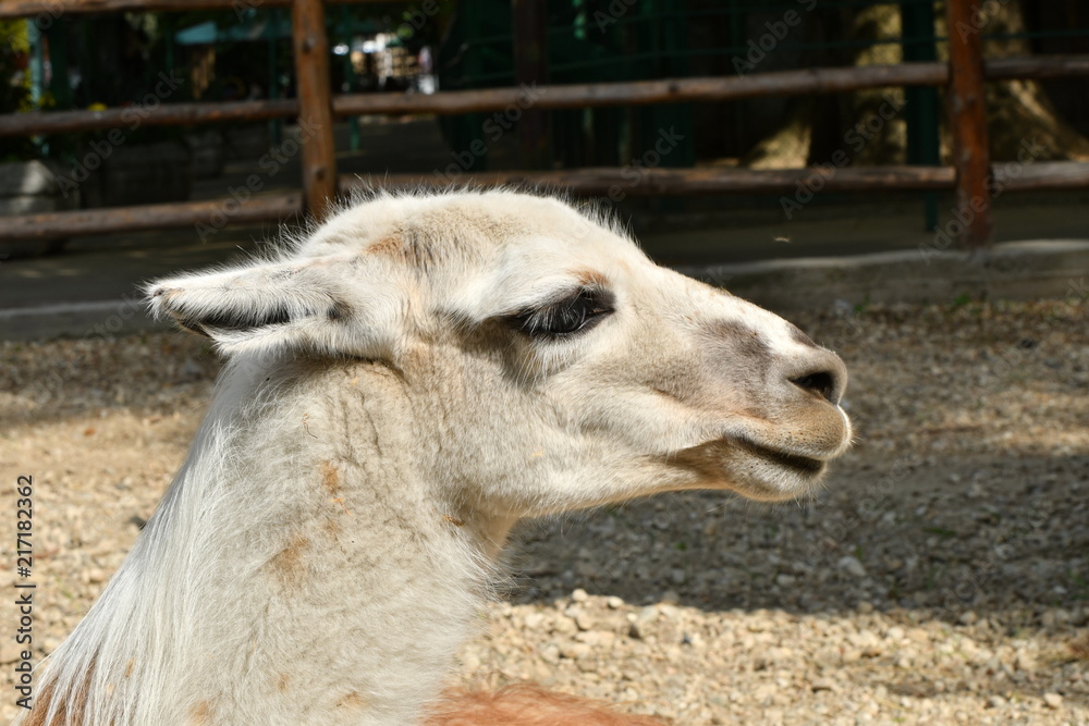 Obraz premium Wild llama lay on the ground in a sunny day