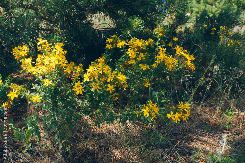 Fototapeta premium Saint John's wort medical herb, blooming flower close up, colorful and vivid plant, natural background