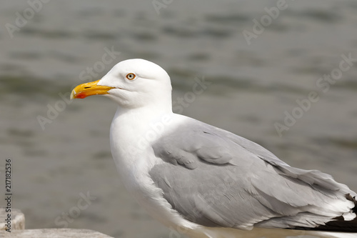 One seagull against sea water background