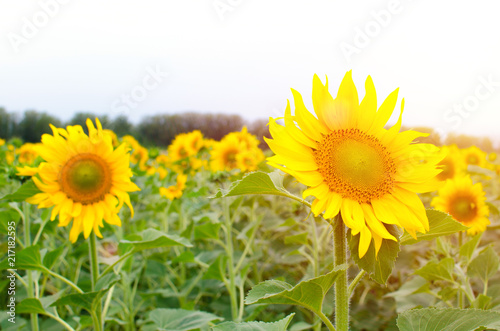 Field of sunflowers on Sunny day.Nature  summer  bright.