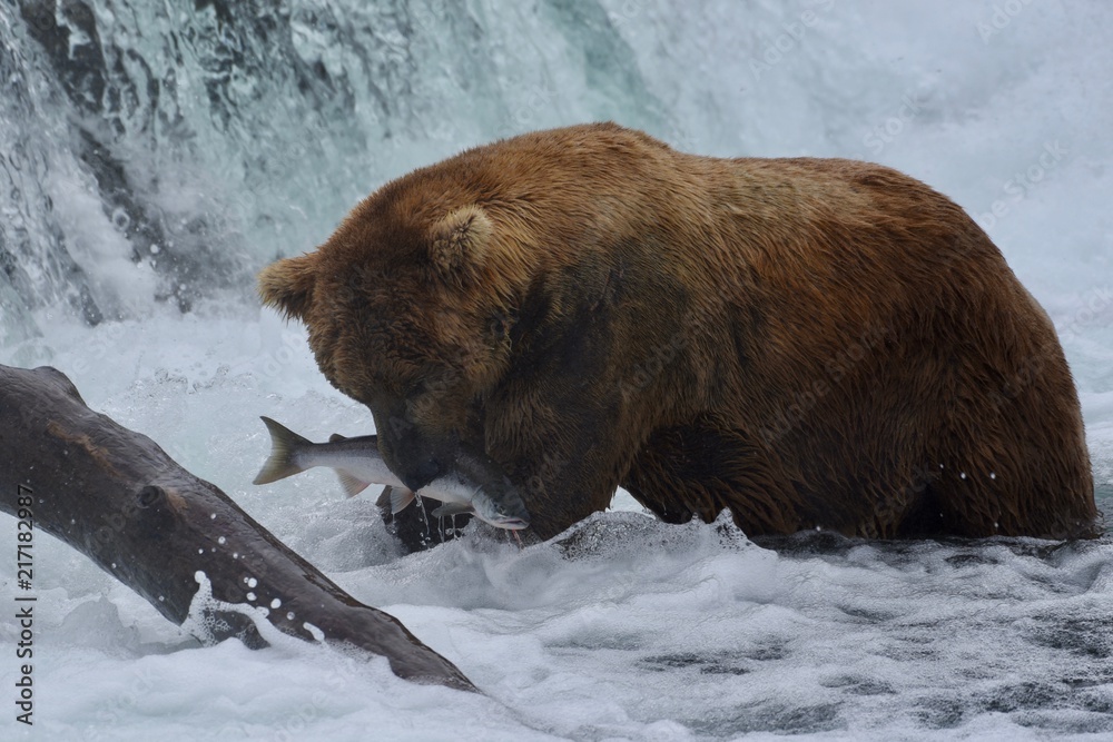 Old Brown Bear catching Sockeye Salmon at Brooks Falls in Katmai National Park and Preserve. Old Brown Bear catching Sockeye Salmon at Brooks Falls in Katmai National Park and Preserve.