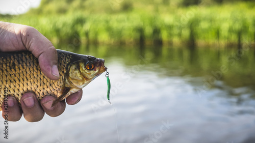 Fototapeta Naklejka Na Ścianę i Meble -  A small fish is caught in a spoon-bait.