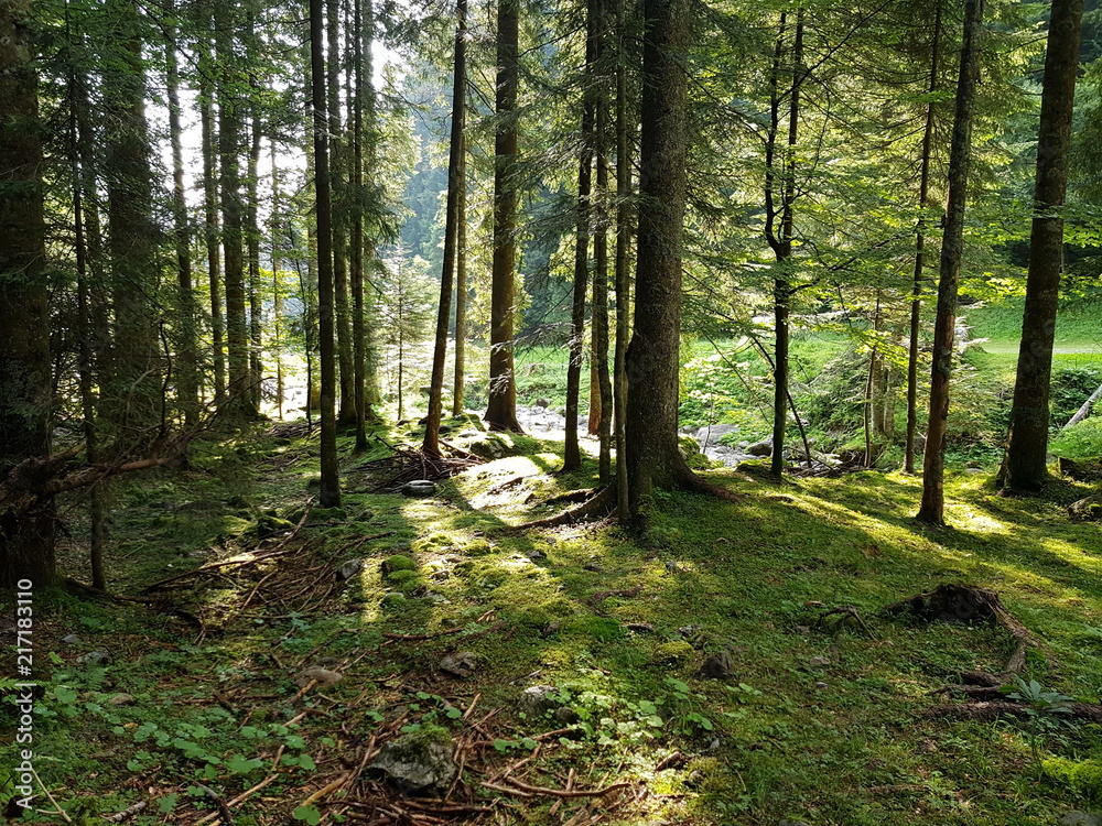 Fototapeta premium All'interno di un fitto bosco di larici, abeti e pini, la luce crea giochi di ombre verticali sul terreno