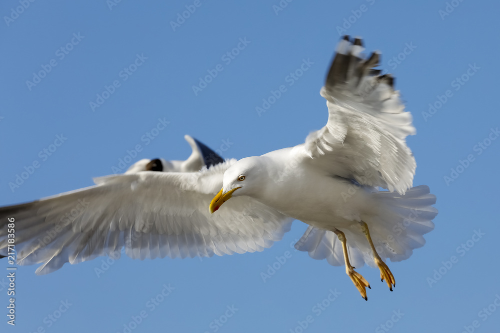 Two seagulls in flight against blue sky Two seagulls in flight against blue sky
