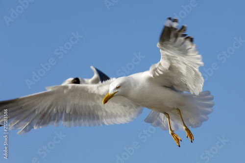 Two seagulls in flight against blue sky
