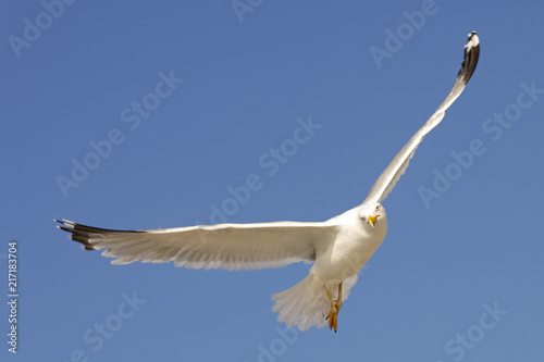 White gull in flight against blue sky