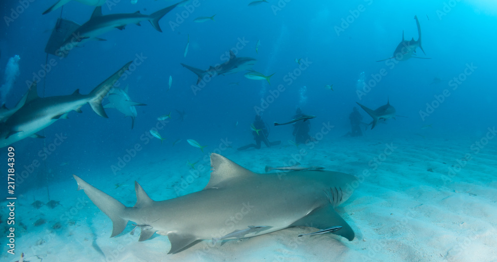 Obraz premium Lemon shark at the Bahamas