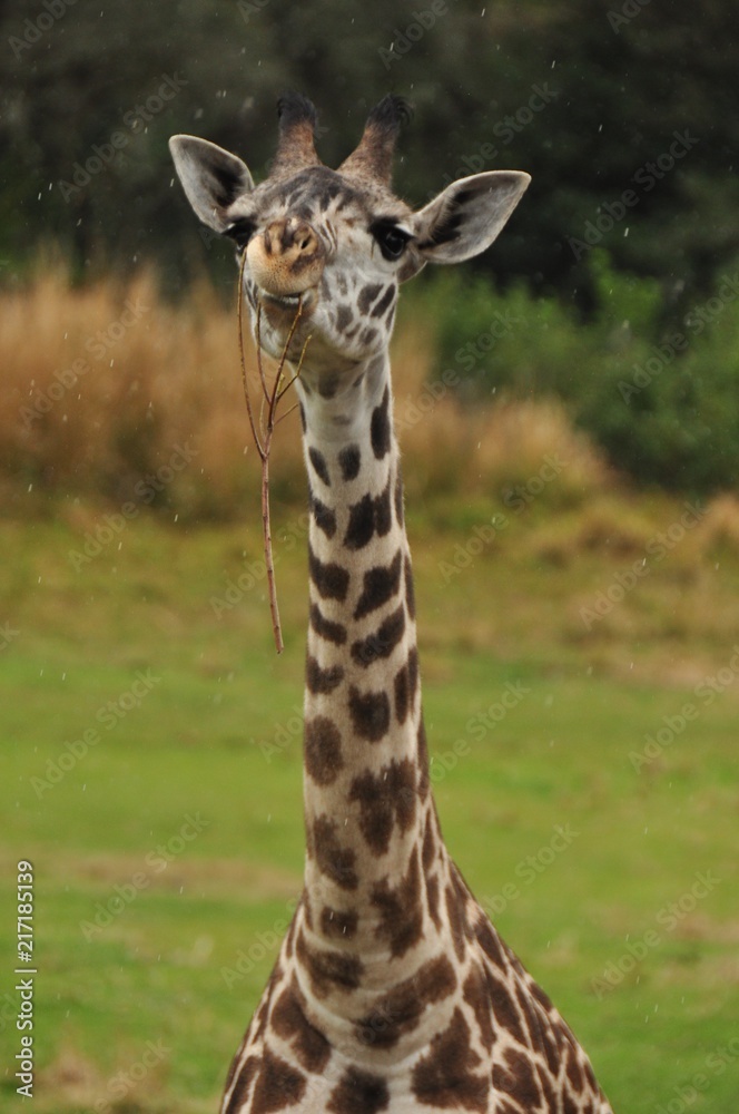 Obraz premium Giraffe