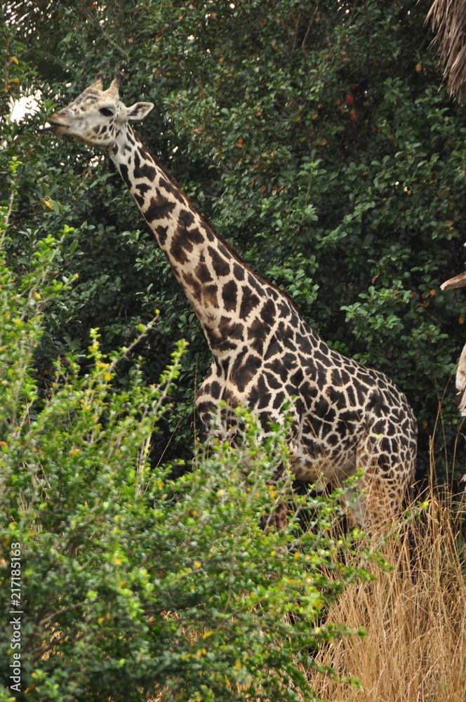 Fototapeta premium Giraffe