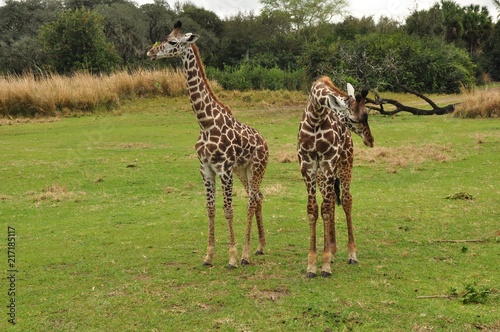 Photography Giraffe