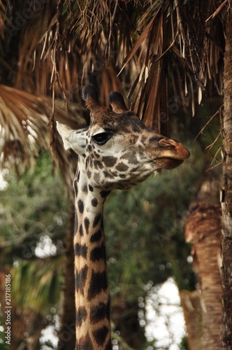 Photography Giraffe