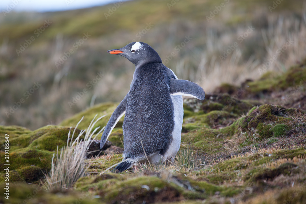 Obraz premium Happy gentoo penguin on South Georgia in Spring.