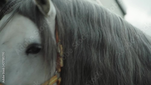 Beautiful silver Spanish horse, face close up. photo