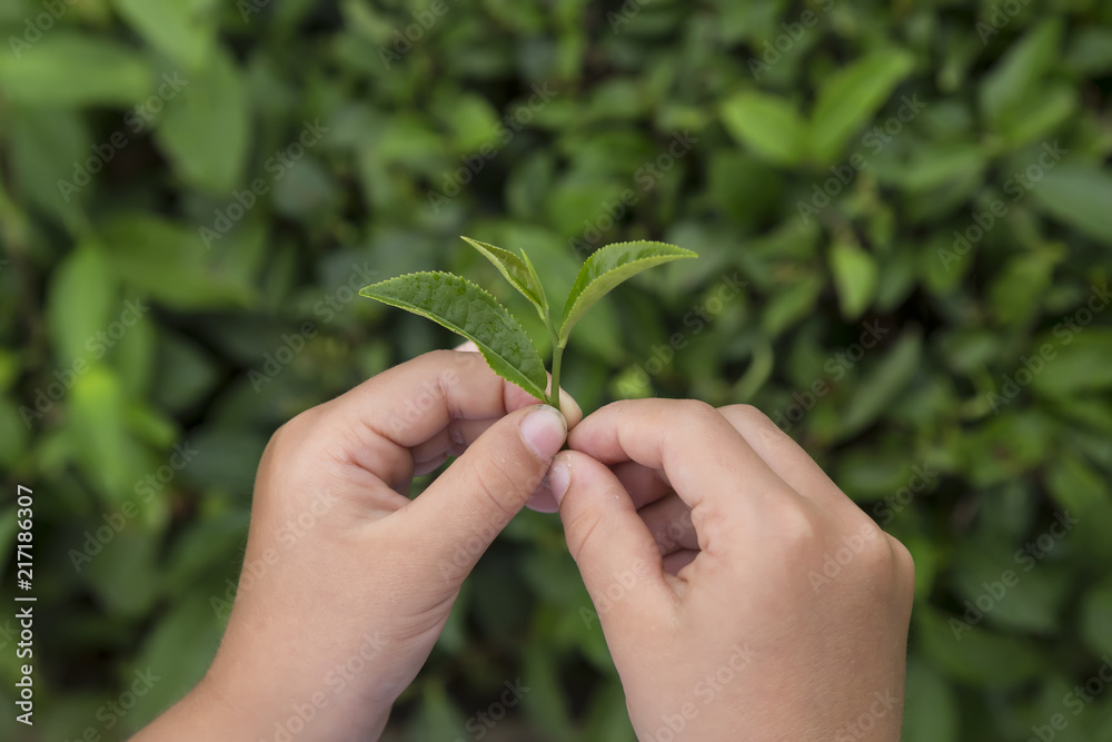 fresh tea sprouts in the hand and tea field. fresh tea sprouts in the hand and tea field.